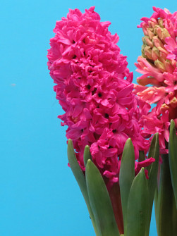 L. Rotteveel & Zonen |  Jan Bos