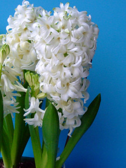 L. Rotteveel & Zonen |  White Pearl  