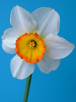 L. Rotteveel & Zonen |  Flower Record  
