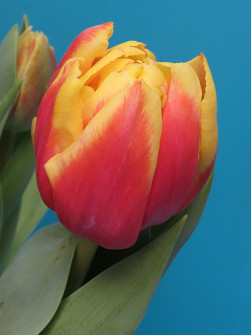 L. Rotteveel & Zonen |  Double Focus  