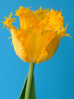 L. Rotteveel & Zonen |  Yellow Valery