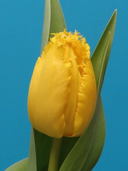 L. Rotteveel & Zonen |  Yellow Fabio