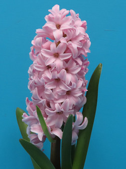 L. Rotteveel & Zonen |  Fondant