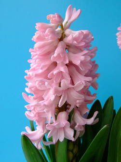 L. Rotteveel & Zonen |  Apricot Passion