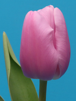 L. Rotteveel & Zonen |  Argos