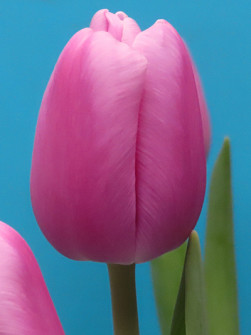 L. Rotteveel & Zonen |  Argos