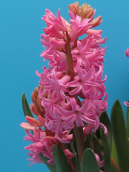 L. Rotteveel & Zonen |  Scarlet Pearl