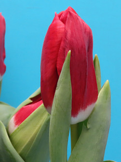 L. Rotteveel & Zonen |  Calgary Red