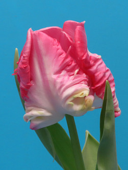 L. Rotteveel & Zonen |  Zambesi