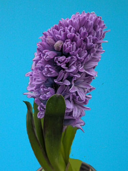 L. Rotteveel & Zonen |  Violetti Star