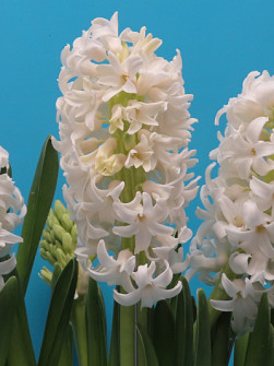 L. Rotteveel & Zonen |  Top White