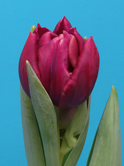 L. Rotteveel & Zonen |  Alison Bradley