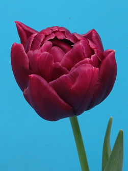 L. Rotteveel & Zonen |  Alison Bradley