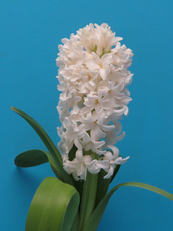 L. Rotteveel & Zonen |  China White