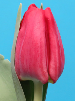 L. Rotteveel & Zonen |  Tornado