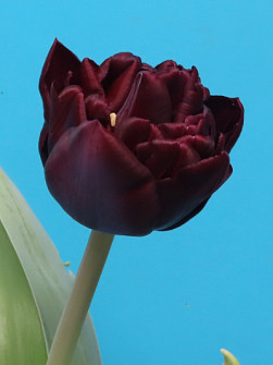 L. Rotteveel & Zonen |  Canyon