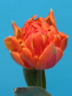 L. Rotteveel & Zonen |  Hermitage Double