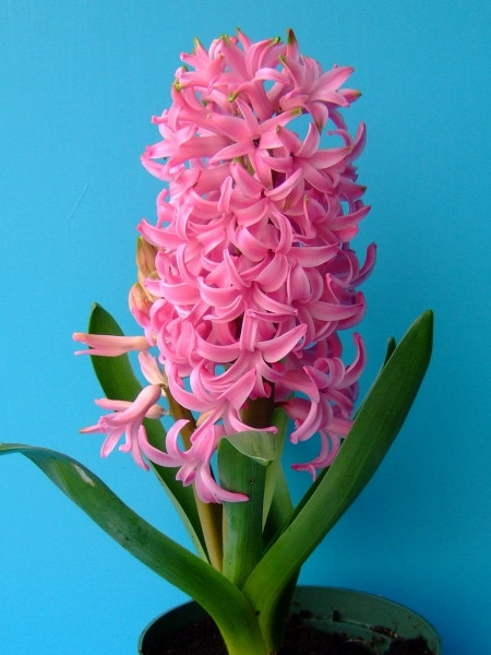 Pink Pearl