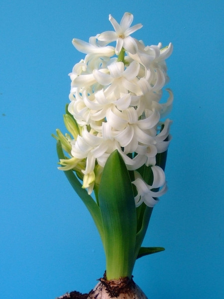 White Pearl  