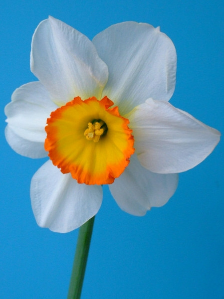 Flower Record  