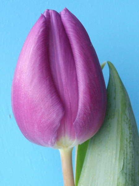 Purple Flag  