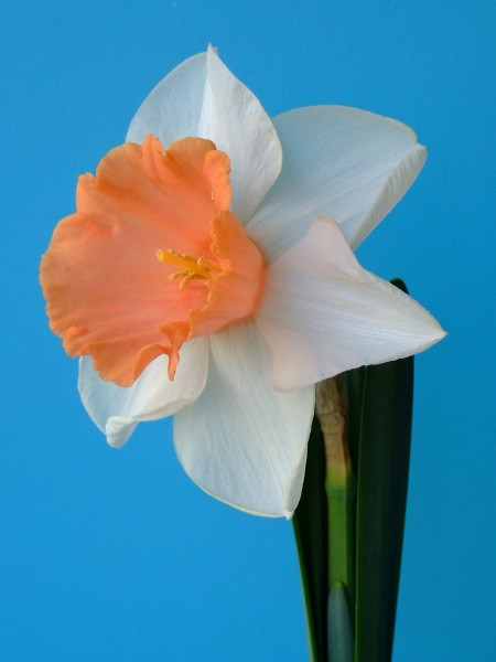 Chromacolor