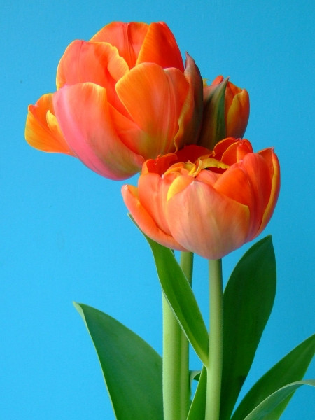 Queensday