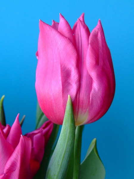 Lilac Cup