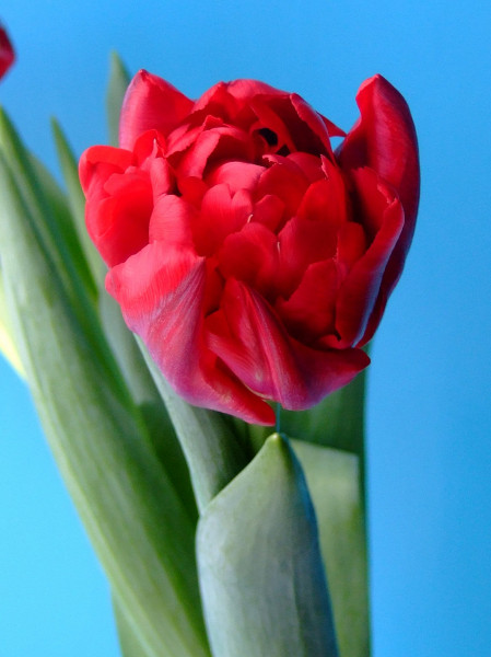 Scarlet Verona