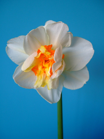 Flower Drift